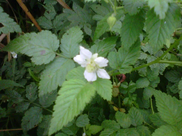 Flor branca da capinuríba entre as folhas